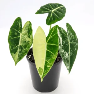 Alocasia Frydek Mother Varigated Live Plant - Image 5