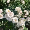 Creeper Rose White Flower Live Plant - Image 4