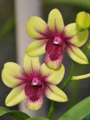 Dendrobium Boonchugold*Burana Greenstar Orchid Live Plant - Image 2