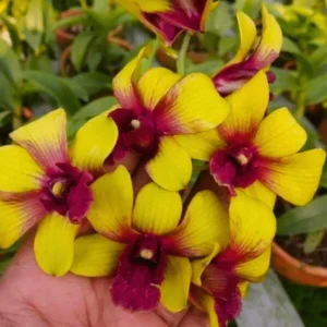 Dendrobium Thongchai pinwattana x Boonchu Orchid Live Plant - Image 5