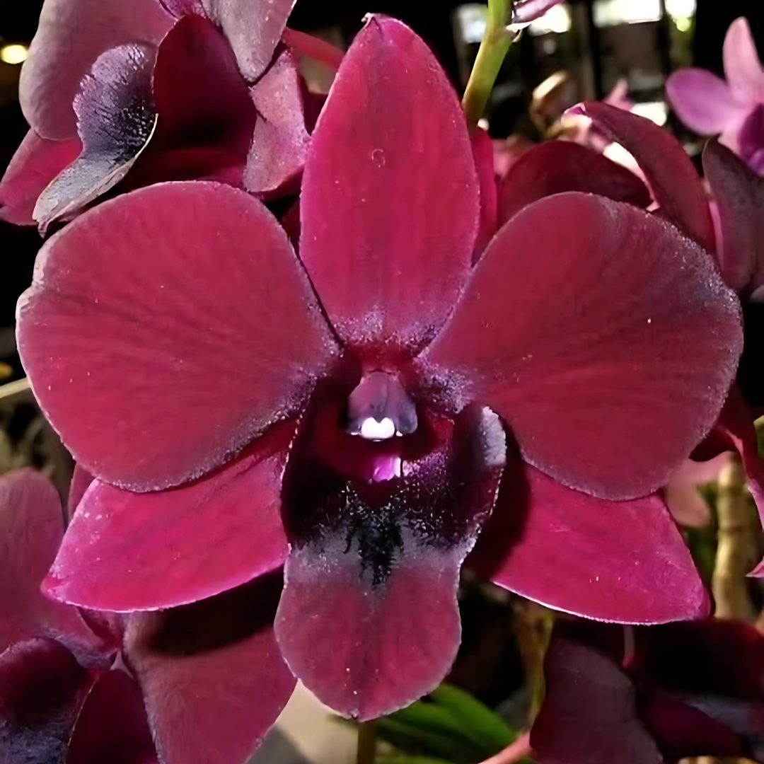 Dendrobium Mangosteen Orchid Live Plant