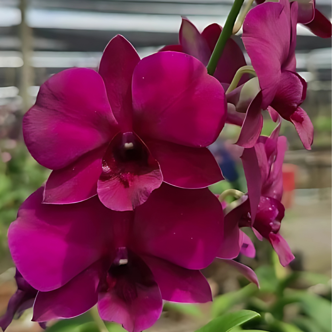 Dendrobium Sakda Beauty Orchid Live Plant