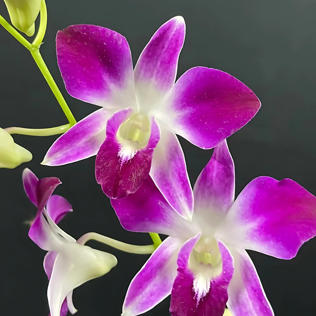 Dendrobium Sonia Erika Orchid Live Plant