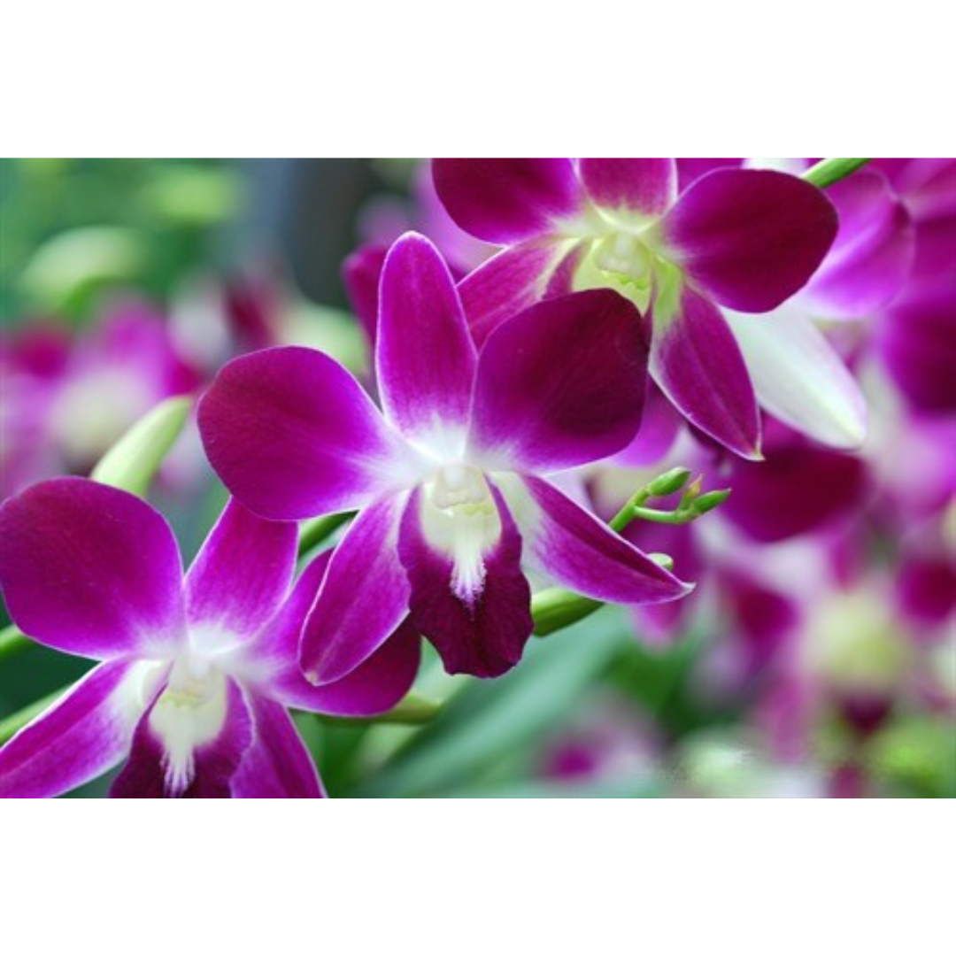 Dendrobium Sonia Erika Orchid Live Plant - Image 2