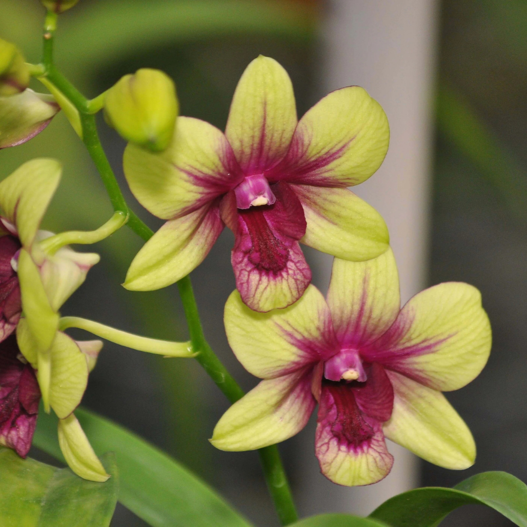 Dendrobium Boonchugold Burana Greenstar Orchid Live Plant