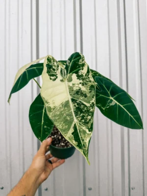 Alocasia Frydek Mother Varigated Live Plant - Image 3