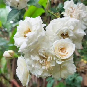 Creeper Rose White Flower Live Plant - Image 5