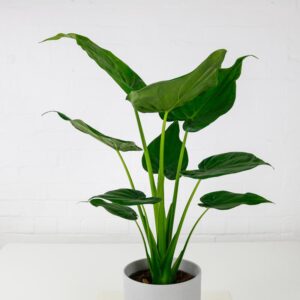 Alocasia Cucullata Live Plant - Image 3