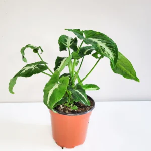 Syngonium Wendlandii Green Velvet Live Plant - Image 4