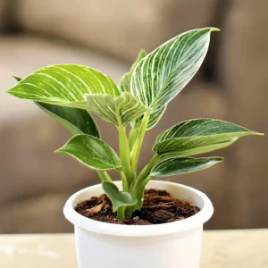 Philodendron Birkin Green Live Plant - Image 6