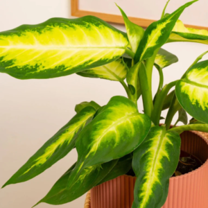 Dieffenbachia Lemon Live Plant