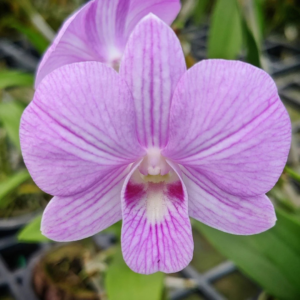 Dendrobium Burana Beauty Stripe Orchid Live Plant