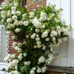 Creeper White Small Rose Flower Live Plant