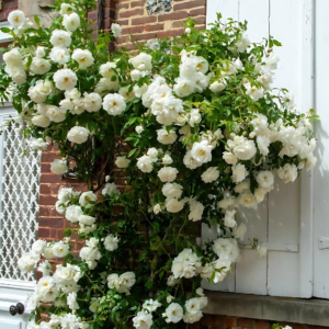 Creeper Rose White Flower Live Plant