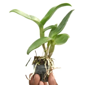 Dendrobium Hirochi Orchid Live Plant - Image 3