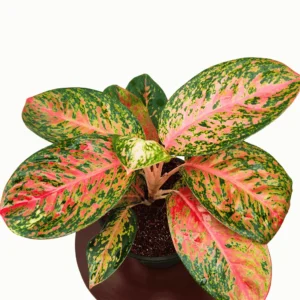 Aglaonema Harlequin Live Plant - Image 4