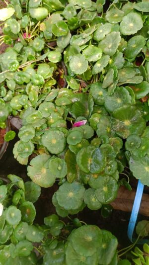 Malai Vallarai -Indian Pennywort Live Plant - Image 5