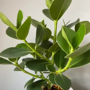 Clusia Rosea (Autograph Tree) Live Plant - Image 5