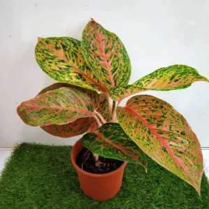 Aglaonema Harlequin Live Plant - Image 2