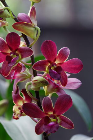 Dendrobium Mangosteen Orchid Live Plant - Image 5