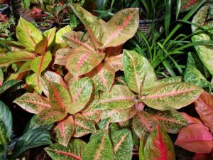 Aglaonema Harlequin Live Plant - Image 3