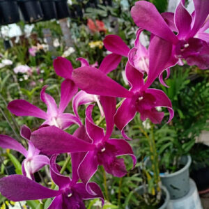 Dendrobium Hirochi Orchid Live Plant - Image 2