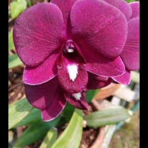 Dendrobium Mangosteen Orchid Live Plant - Image 2