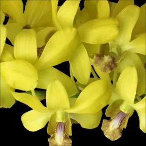 Dendrobium Yellow #58 Orchid Live Plant - Image 3