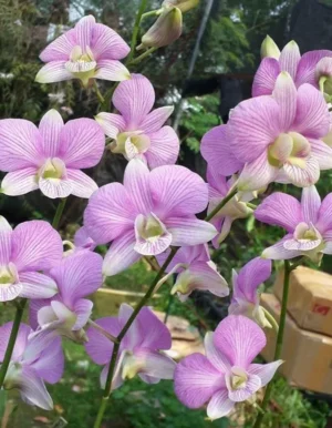 Dendrobium Burana Beauty Stripe Orchid Live Plant - Image 2