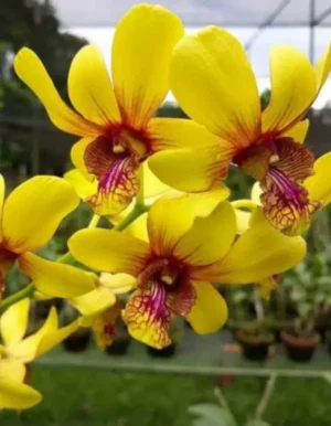 Dendrobium Thongchai pinwattana x Boonchu Orchid Live Plant - Image 7