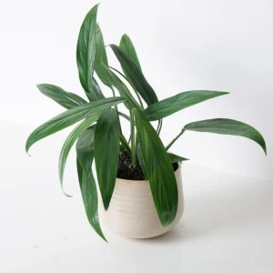 Epipremnum Amplissimum Green Live Plant - Image 4