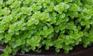 Sedum Green Blob - Succulents - Image 2