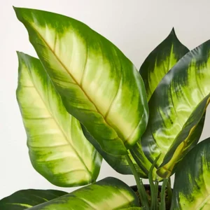 Dieffenbachia Lemon Live Plant - Image 2