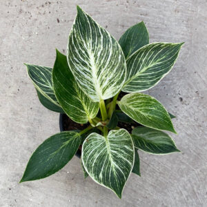 Philodendron Birkin Green Live Plant - Image 3