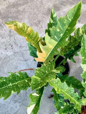 Philodendron Ring Of Fire Mother Varigated Live Plant - Image 3