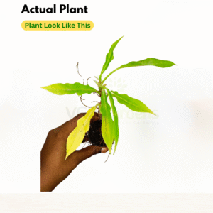 Philodendron Ring Of Fire Mother Varigated Live Plant - Image 2