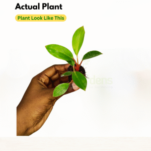 Philodendron Red Congo Live Plant - Image 2