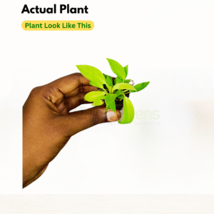 Philodendron Moonshine (Moonlight) Live Plant - Image 2
