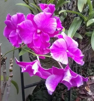 Dendrobium Pink Happy x Compactum Orchid Live Plant - Image 6