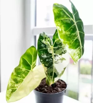 Alocasia Frydek Mother Varigated Live Plant - Image 4