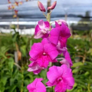 Dendrobium Pink Happy x Compactum Orchid Live Plant - Image 2