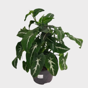 Syngonium Wendlandii Green Velvet Live Plant - Image 3
