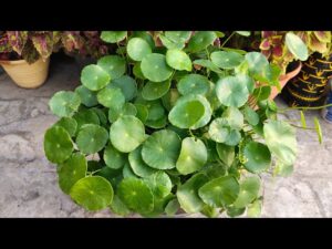 Malai Vallarai -Indian Pennywort Live Plant - Image 4