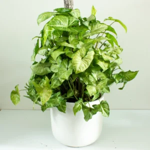 Syngonium Big White Live Plant - Image 2