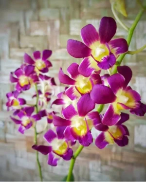 Dendrobium Burana Sunshine Orchid Live Plant - Image 2