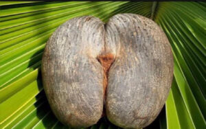 Thiruvodu Tree - Crescentia Cujete - Calabash Tree Live Plant - Image 3