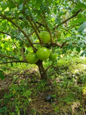 Thiruvodu Tree - Crescentia Cujete - Calabash Tree Live Plant - Image 5