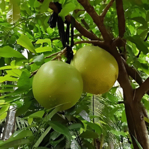 Thiruvodu Tree - Crescentia Cujete - Calabash Tree Live Plant