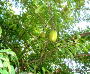 Thiruvodu Tree - Crescentia Cujete - Calabash Tree Live Plant - Image 4
