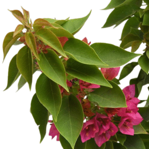 Bougainvillea Dwarf (Pink) Live Plant - Image 2